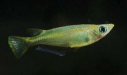 青鳉鱼,探寻青鳉鱼的生态奥秘与观赏价值